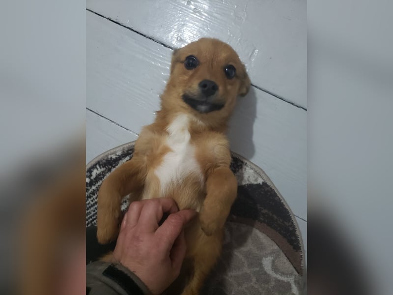 TOTO - kleine Frohnatur *reserviert*