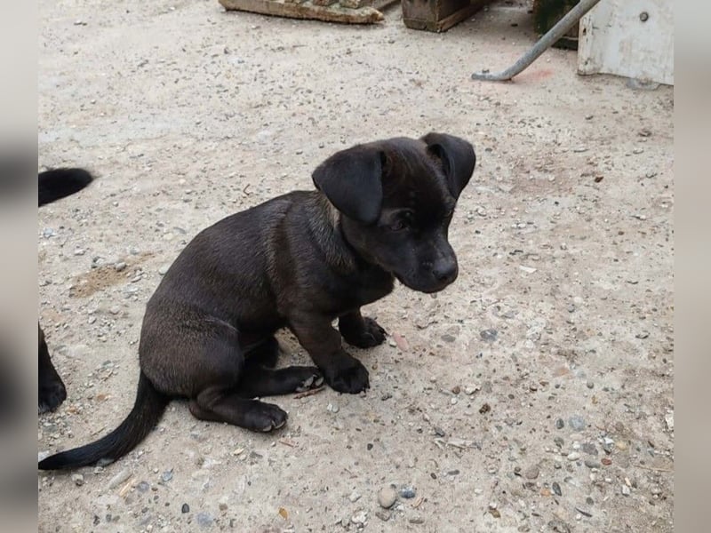 LILLA - schwarze Schönheit