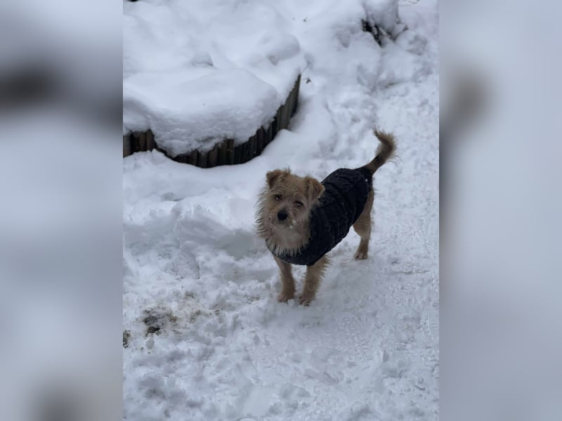 PIP - liebevolle Hundedame