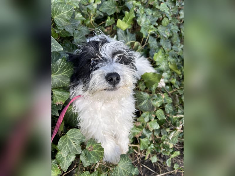 PATCH - sanfte Seele sucht seine Menschen