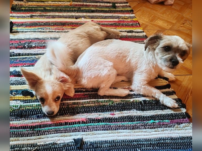 ZIZIE - liebevolles Hundekind