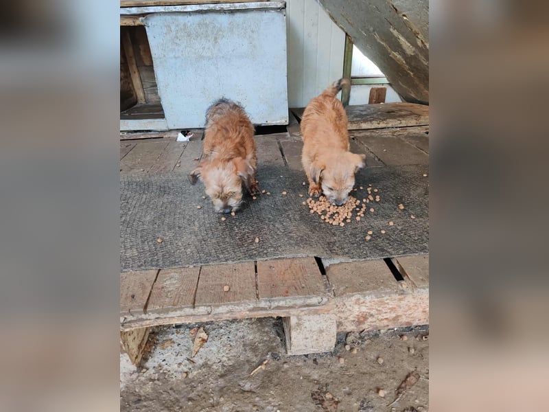 EDAN - ist bereit für sein Abenteuer