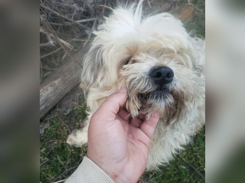 HAROO - liebevoller Zottel *reserviert*