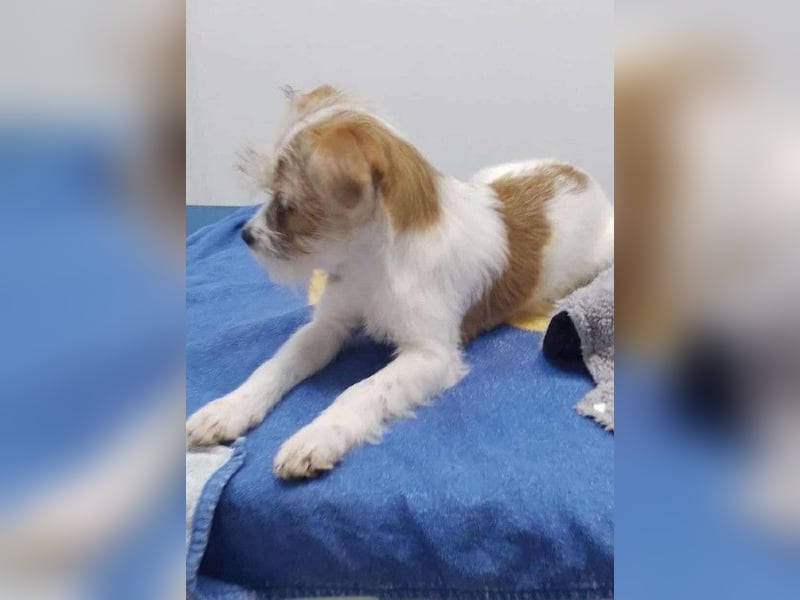 TAPSI - aufgewecktes Hundemädchen *reserviert*