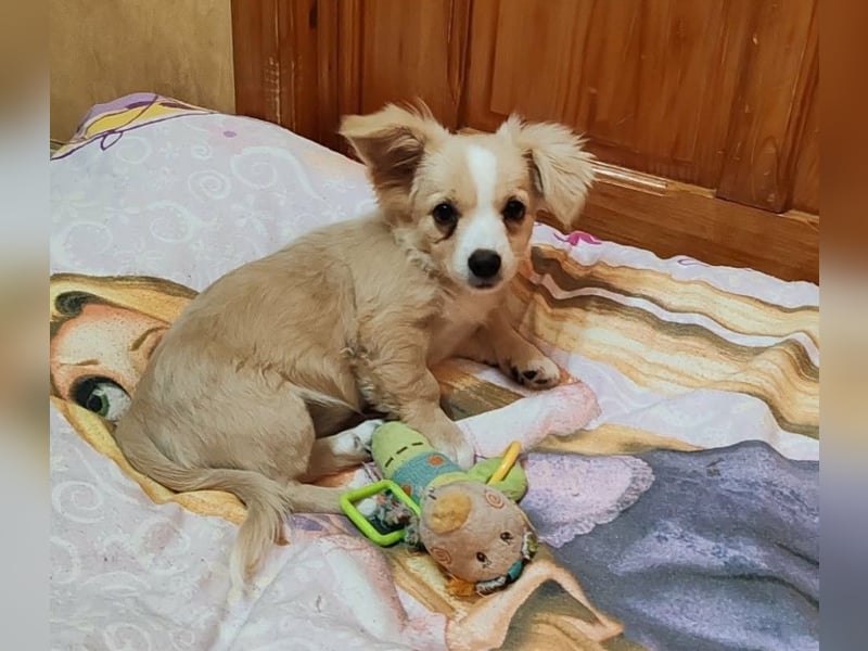 ZIZIE - liebevolles Hundekind