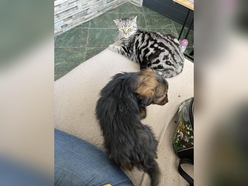 PENNY - kleine Zuckermaus