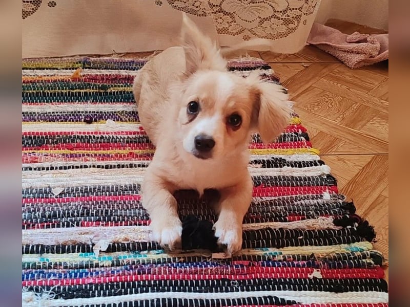 ZIZIE - liebevolles Hundekind