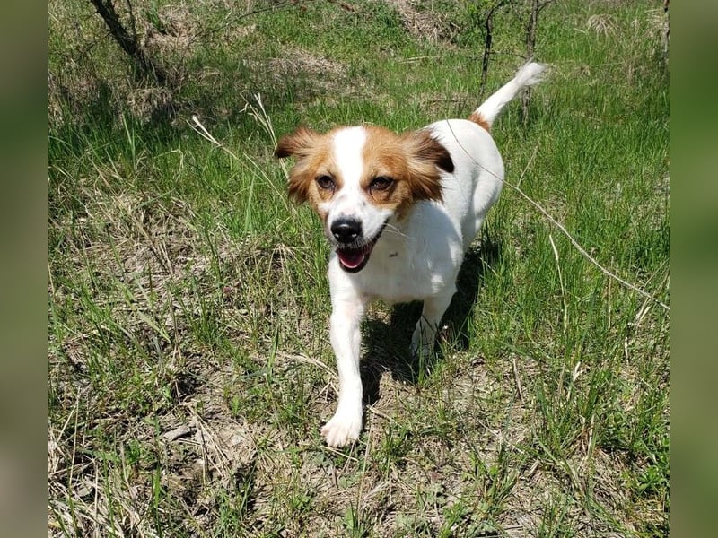 ILA - sanfte Seele sucht ihre Menschen