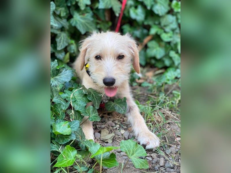 DAISY - verspieltes Hundemädchen