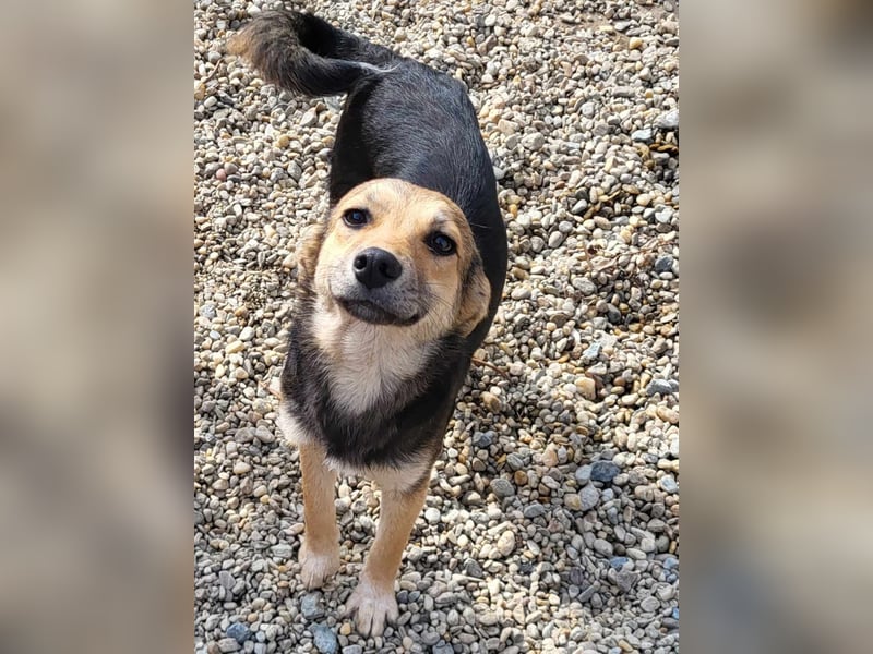 ANNIE - Traumzuhause gesucht