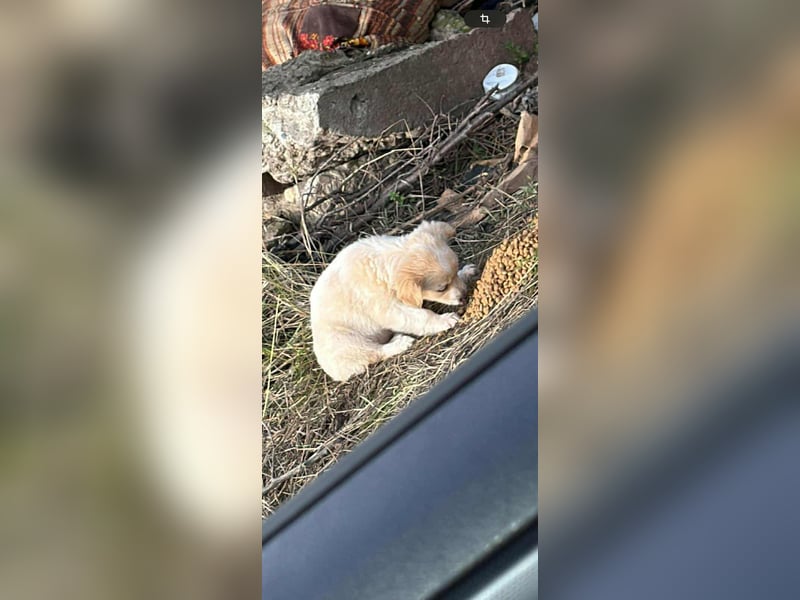 MAGGIE - kleine Hundedame