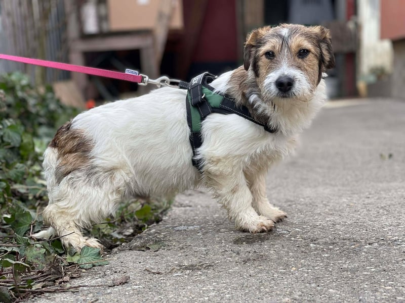 BRODIE - ist bereit für Abenteuer *reserviert*