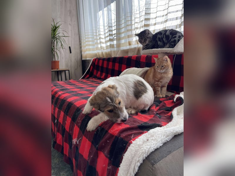 BRODIE - ist bereit für Abenteuer *reserviert*