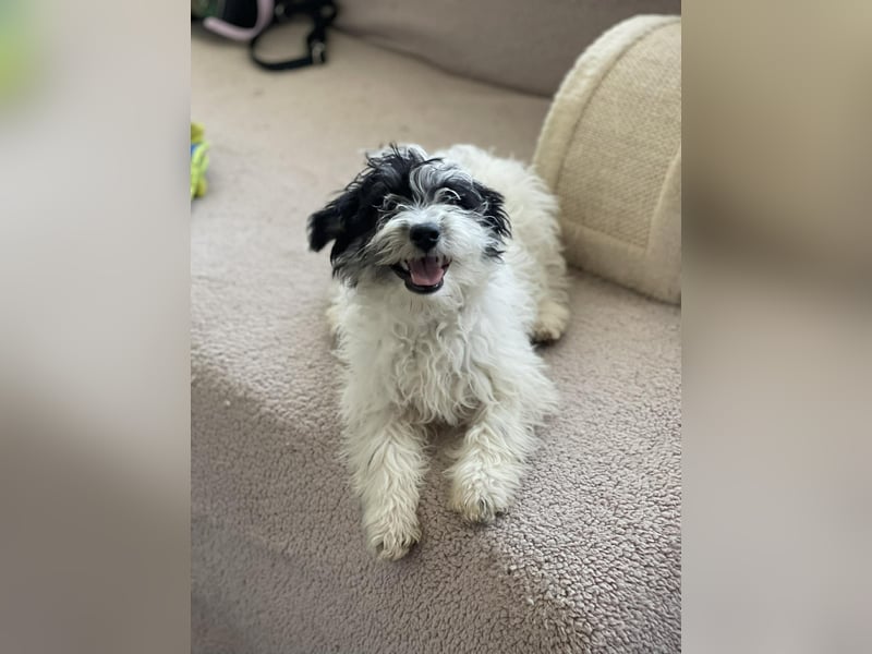 PATCH - sanfte Seele sucht seine Menschen