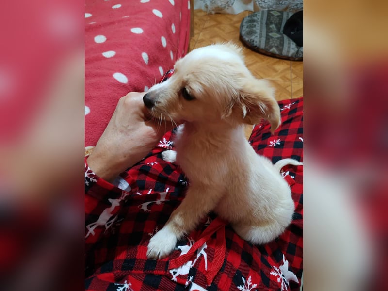 MAGGIE - kleine Hundedame