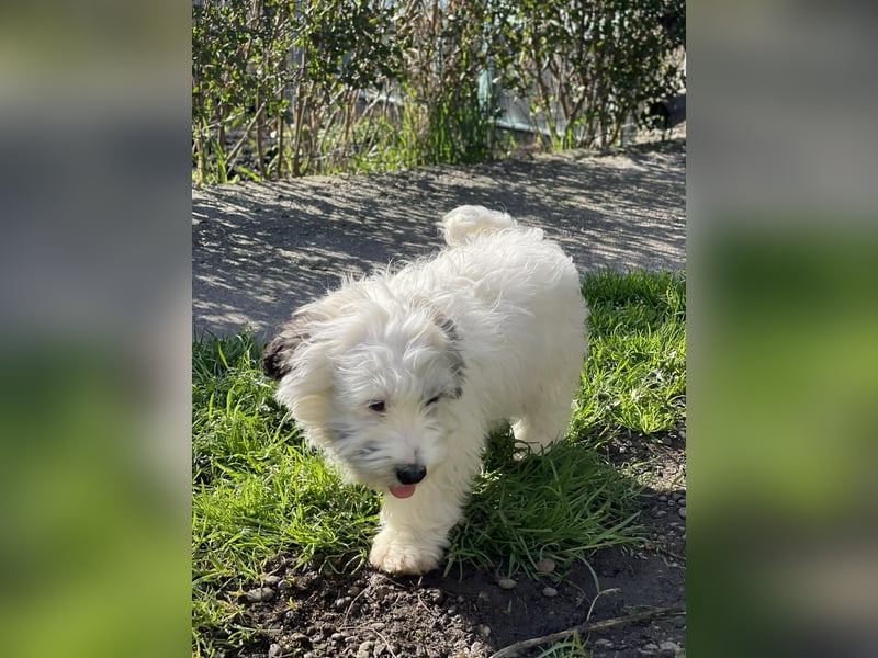 SNOWY - braucht ein eigenes Körbchen