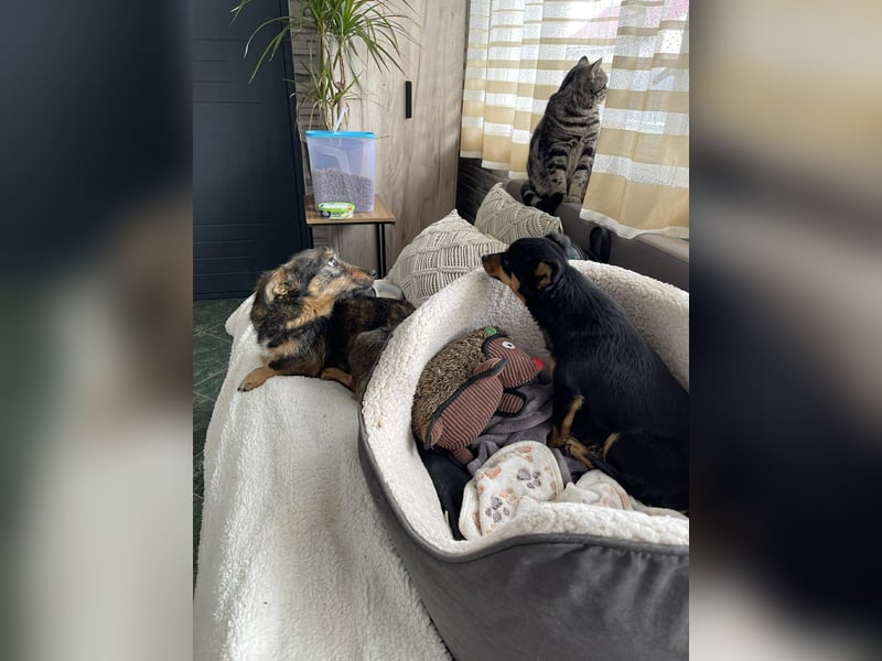 TILLY - schüchternes Hundemädchen