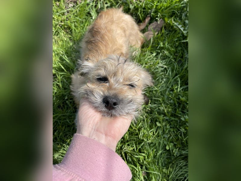 PEANUT - kleine Frohnatur sucht ihre Menschen