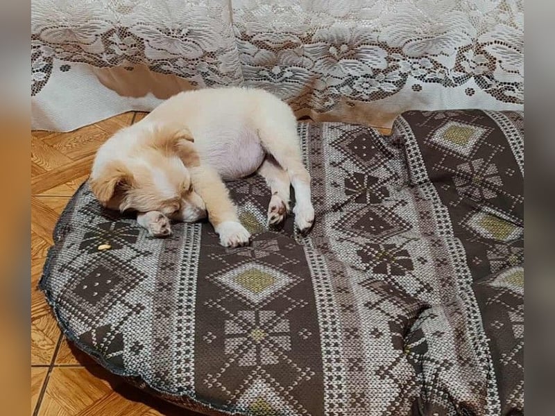 MAGGIE - kleine Hundedame