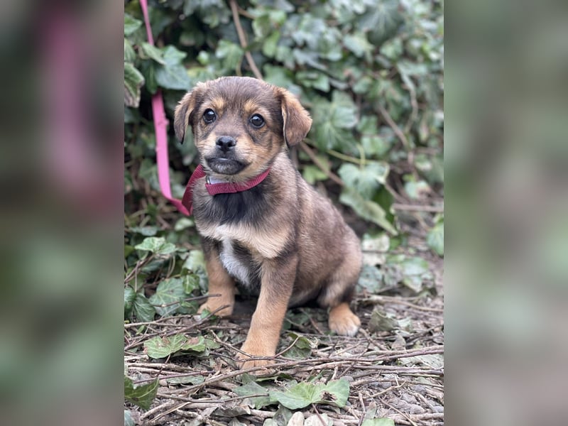 PETER - kleiner Herzensbrecher