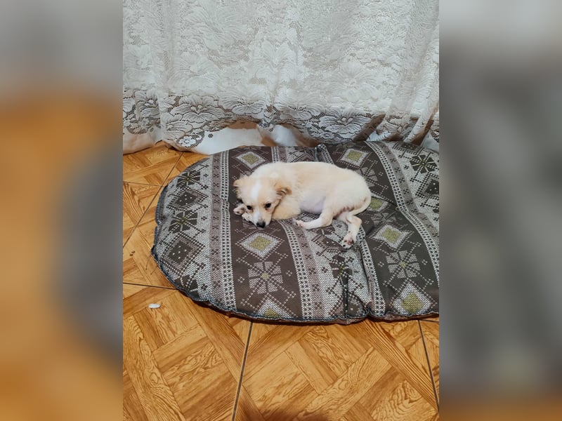 MAGGIE - kleine Hundedame