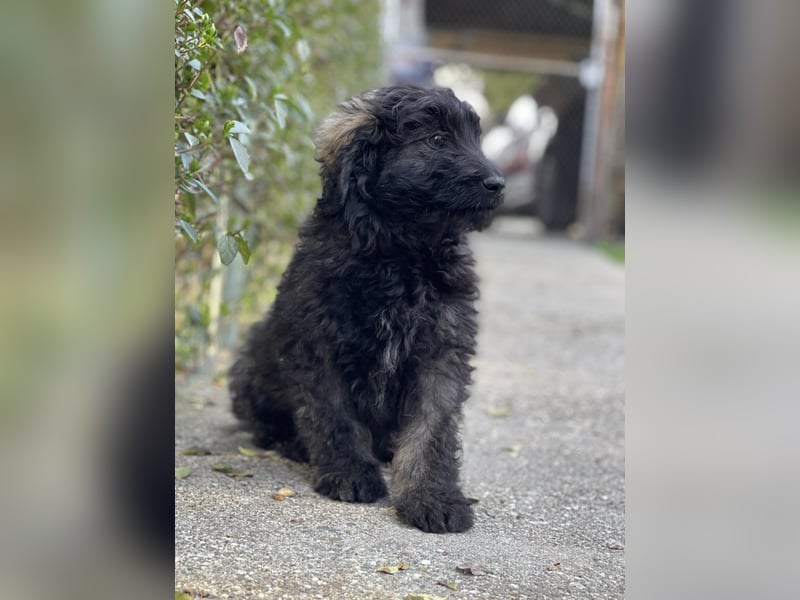 JAKE - süßer Zottel sucht seine Menschen