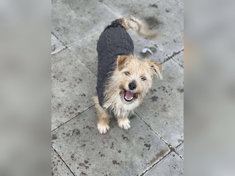 PIP - liebevolle Hundedame *reserviert*