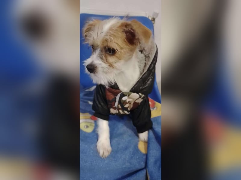 TAPSI - aufgewecktes Hundemädchen *reserviert*