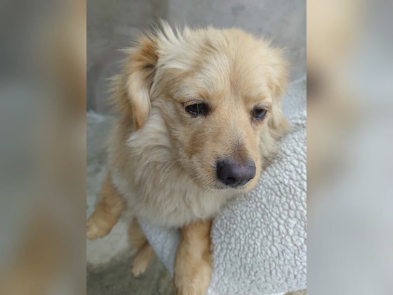 MICKY - sanfter Engel sucht seine Menschen *reserviert*