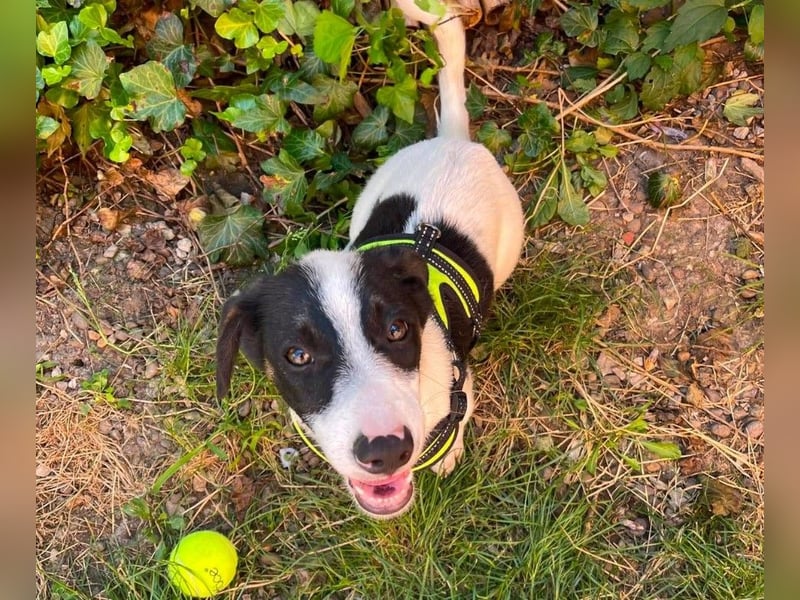 LEXY - kleiner Schatz