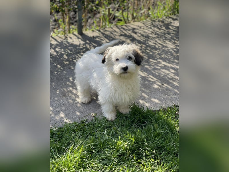 SNOWY - braucht ein eigenes Körbchen