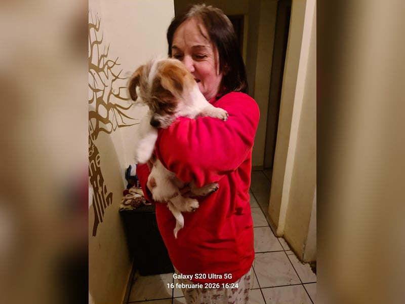 TAPSI - aufgewecktes Hundemädchen *reserviert*