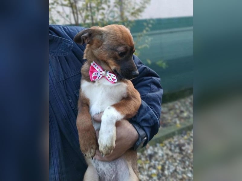 DORA - süßes Hundemädchen