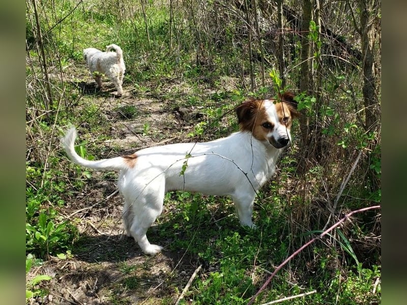 ILA - sanfte Seele sucht ihre Menschen