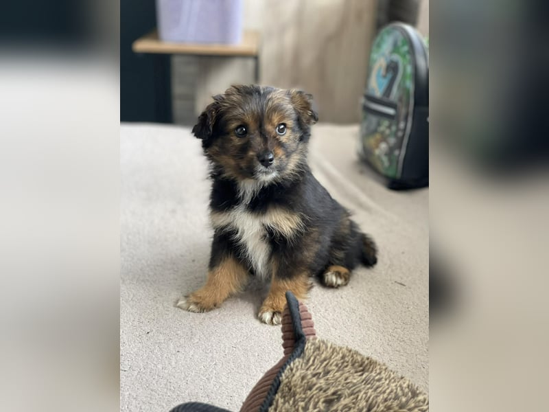 PENNY - kleine Zuckermaus