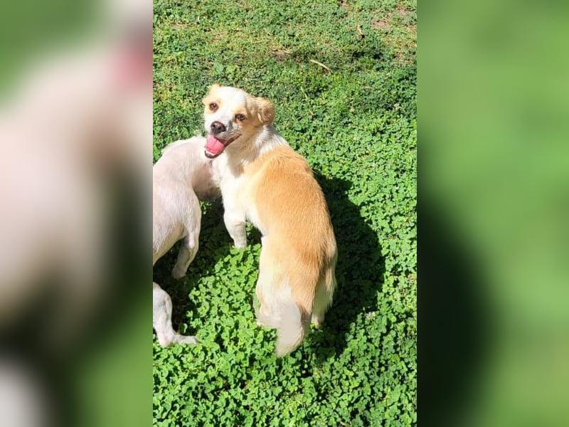 MANUEL - braucht sein eigenes Körbchen