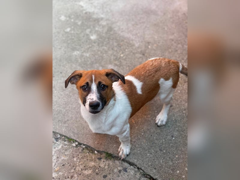 LATTE - kleiner aufgeweckter Bub