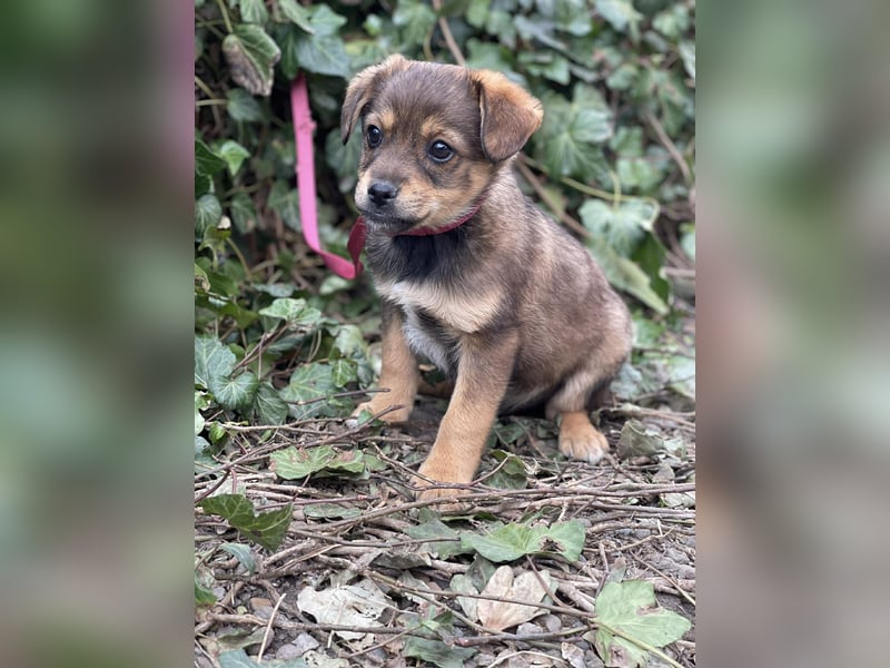 PETER - kleiner Herzensbrecher