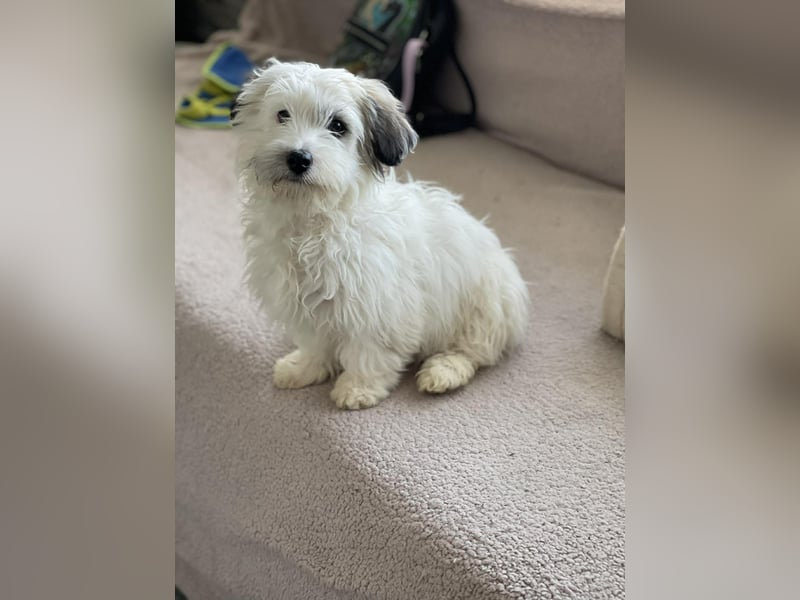 SNOWY - braucht ein eigenes Körbchen