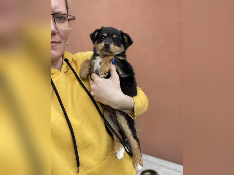 POLLY - kleine Herzensdame