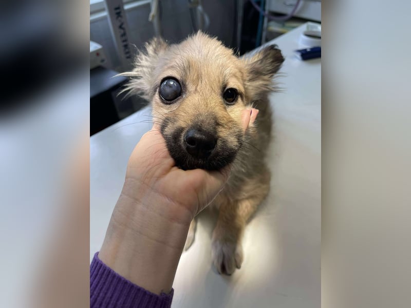 LUPIN - einäugiger Schatz sucht seine Menschen