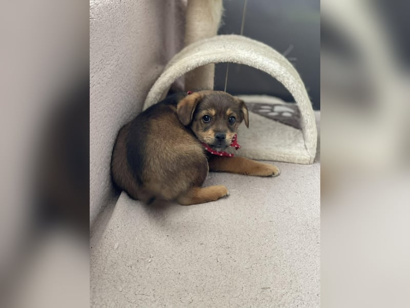 PETER - kleiner Herzensbrecher