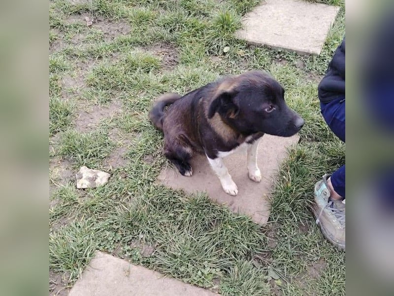 BONO - sucht sein Für-immer-Zuhause *reserviert*