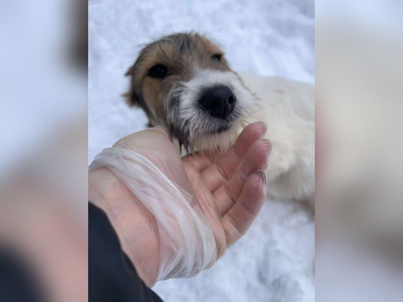 BRODIE - ist bereit für Abenteuer *reserviert*