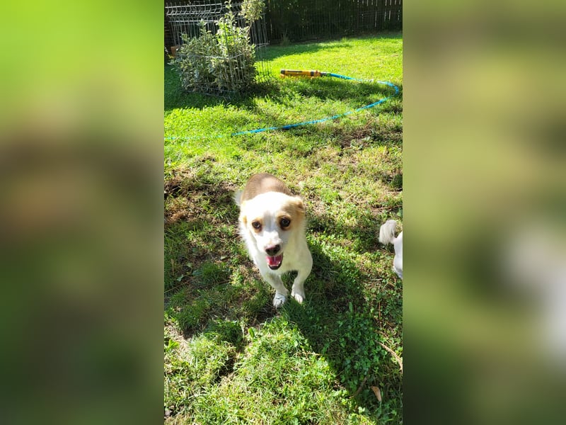 MANUEL - braucht sein eigenes Körbchen