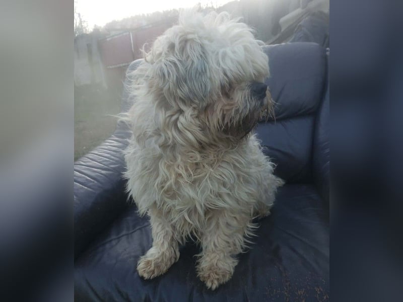 HAROO - liebevoller Zottel *reserviert*