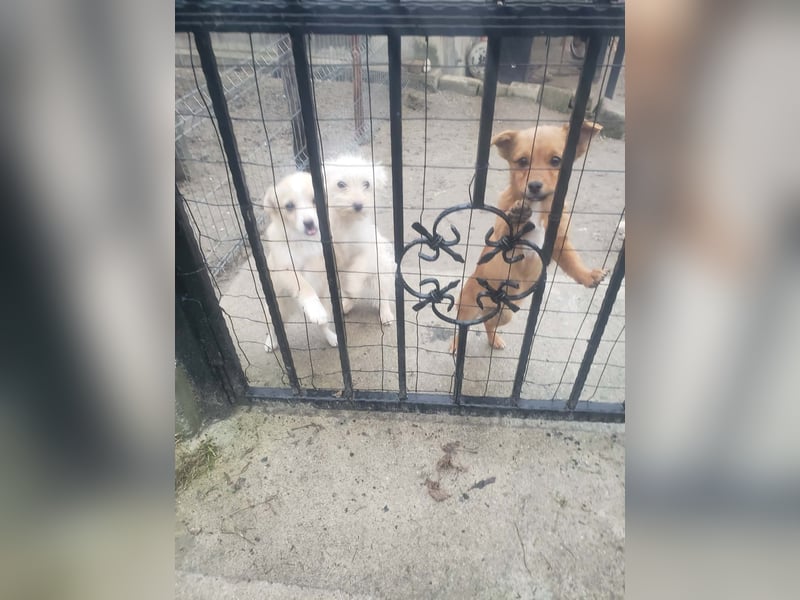 TOTO - kleine Frohnatur *reserviert*