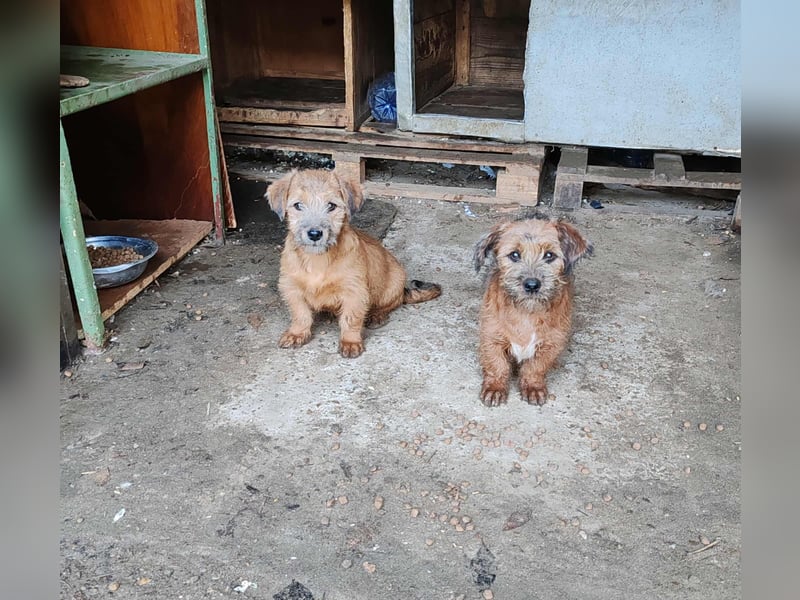 EDAN - ist bereit für sein Abenteuer