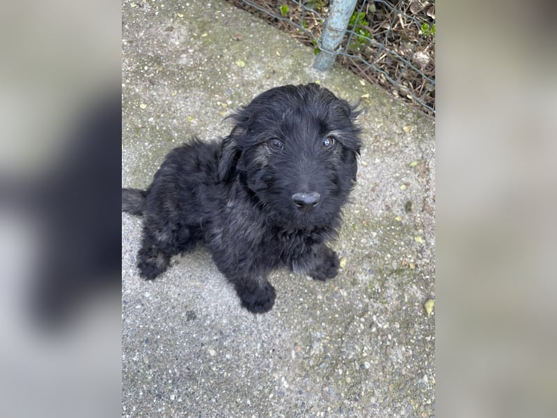 JAKE - süßer Zottel sucht seine Menschen