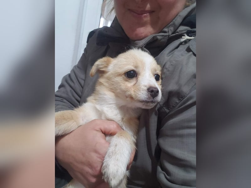 FIFI - kleine Zaubermaus *reserviert*